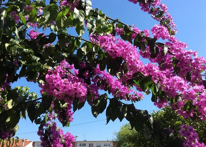 Apartament Paulina Trogir